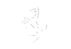 Logo Ferrari